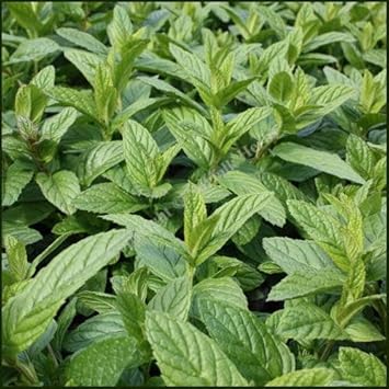 Spearmint Mentha spicata seeds for planting in container garden